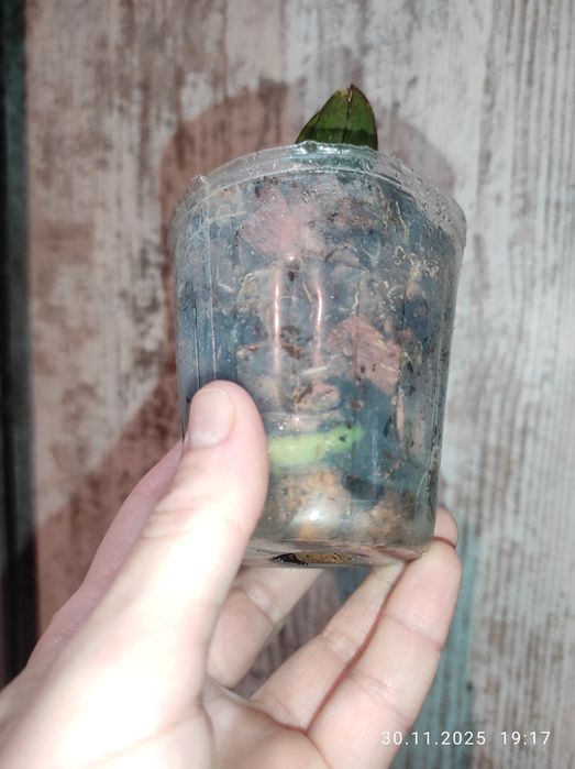 Орхидея фаленопсис Rotterdam Роттердам