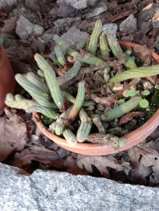Vasos de plantas naturais