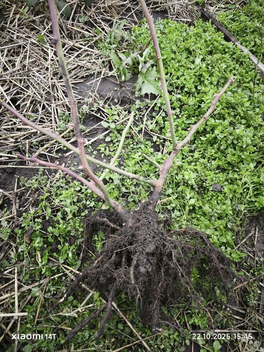 Ежевика саженцы Торн Фри, Натчез, Блек Сатин, Дойл