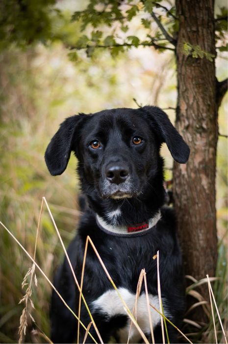 MAILO | młody, zwariowany i wysportowany pies. Mieszanka rasy labrador