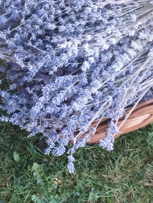 1 kg suszonej lawendy z łodygami