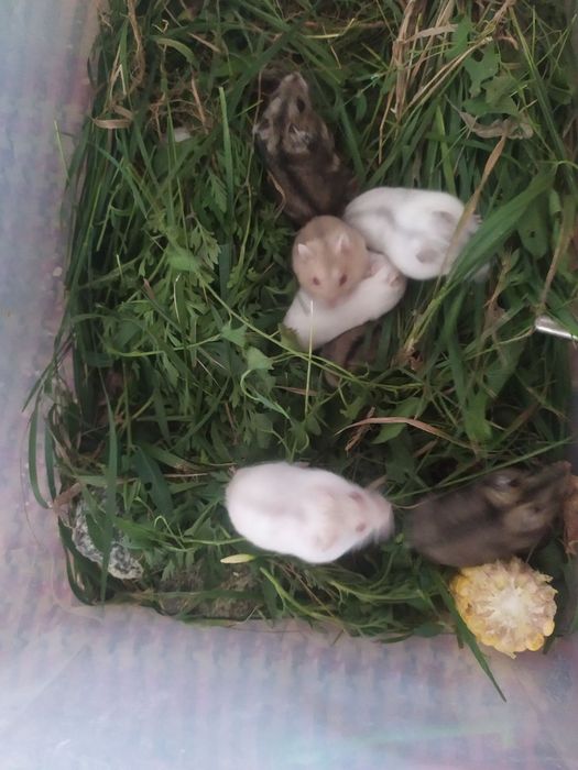 Хомяки, джунгарские