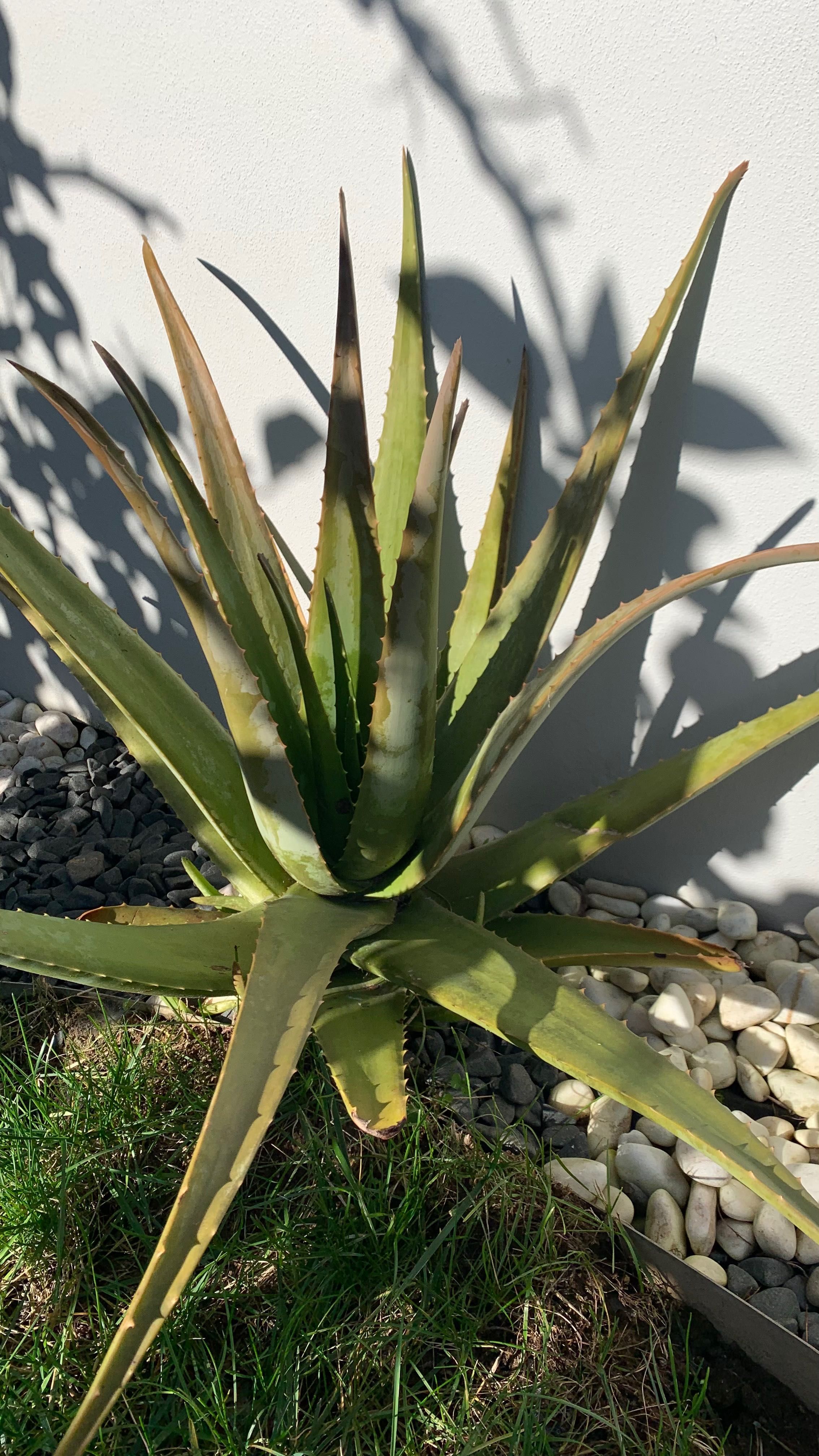 Cato Aloe Vera (babosa)