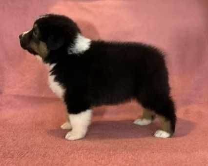 Owczarek australijski FCI/ZKwP