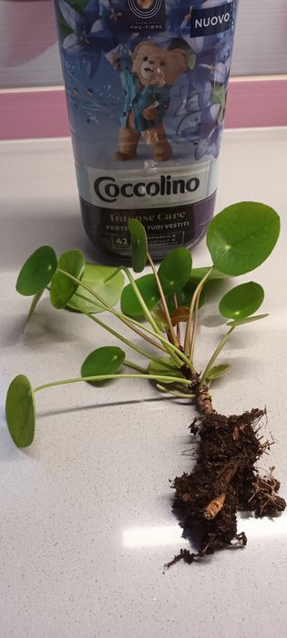 Jeśli nie masz tego kwiatka bardzo polecam Przynosi szczęście i pienią