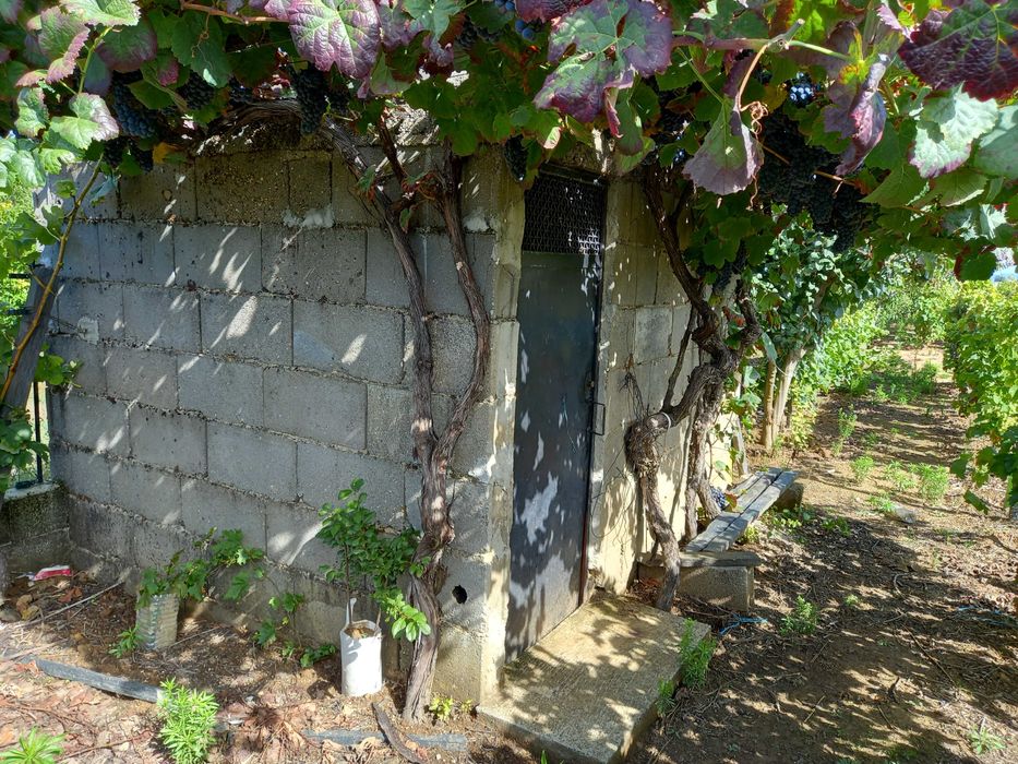 vinha com quase meio hectare