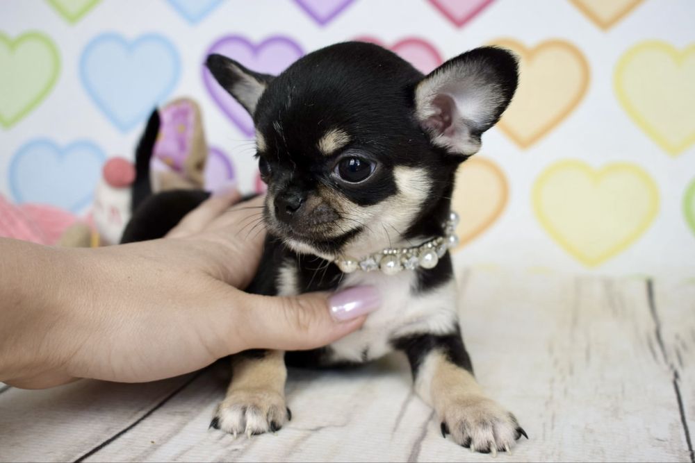 Chihuahua prześliczny Czesiu
