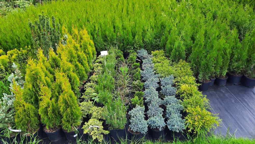 Tuja Szmaragd 100-110 cm Thuja Smaragd Transport Sadzenie