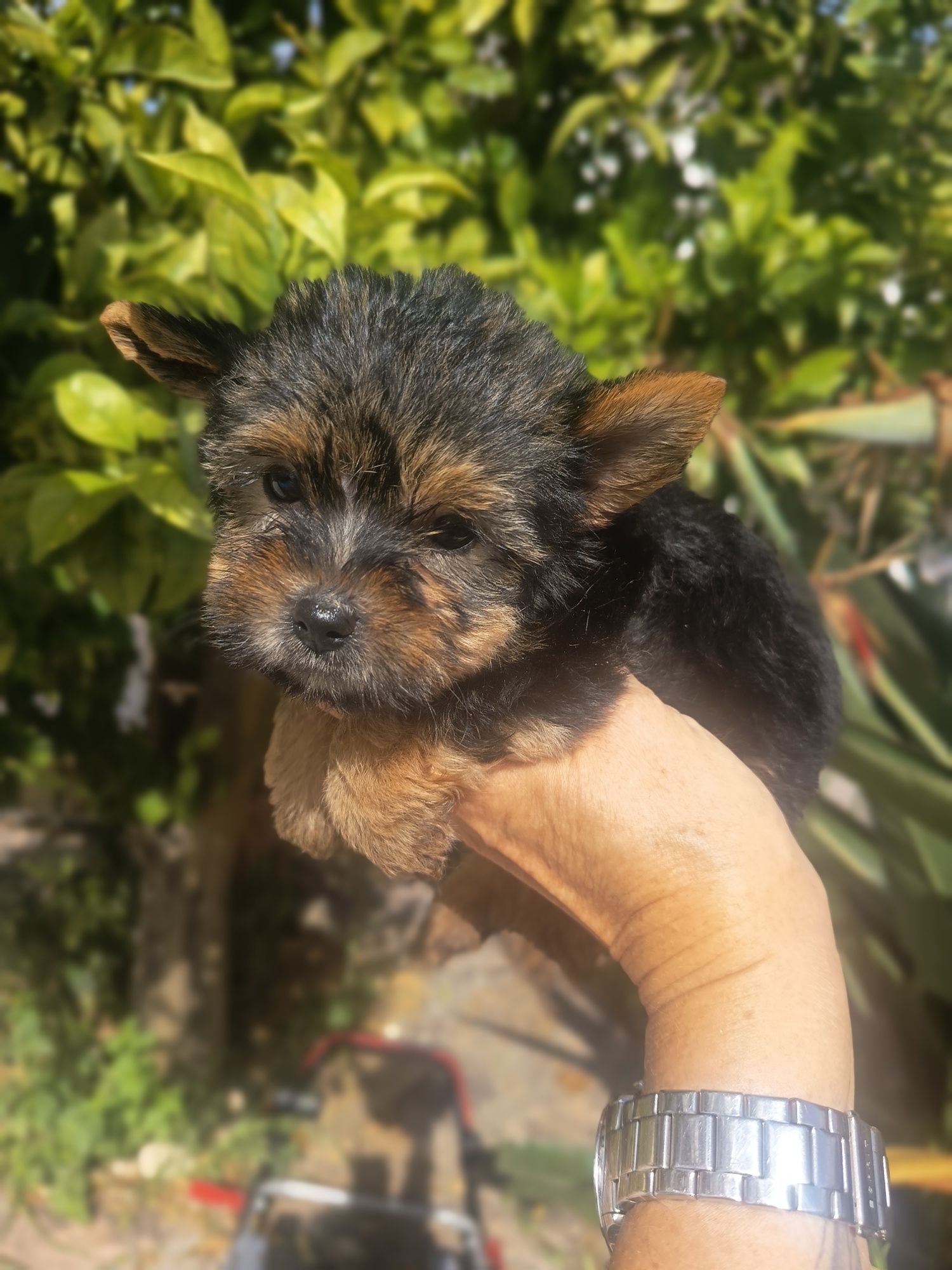 Yorkshire Terrier miniature, vacinado e desparasitado