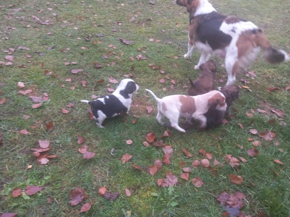 oddam małe pieski w dobre ręce