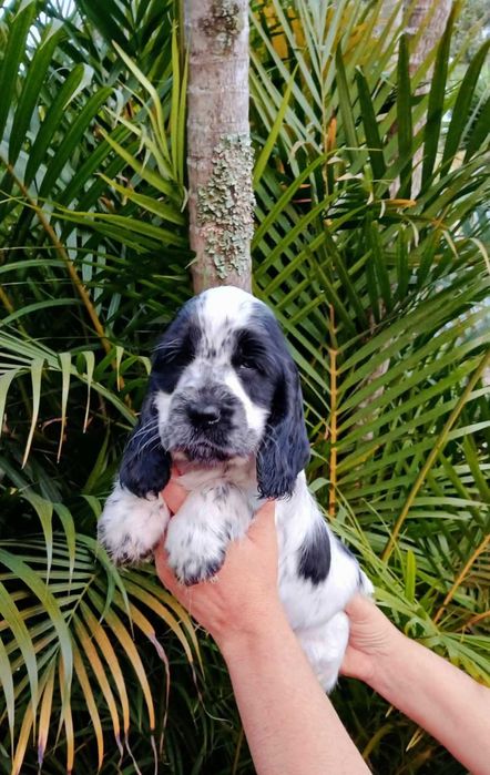 Cocker Spaniel Inglês  "FEMEA"   BRANCO e PRETO e /ou AZUL RUÃO  TOP