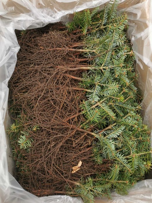 Sadzonki jodła Nordmann i Nobilis do 25 cm