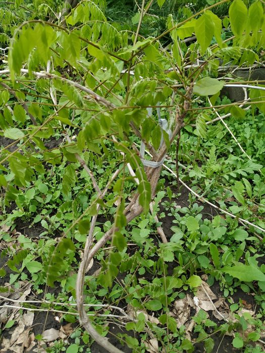 глицинья саженцы большие.