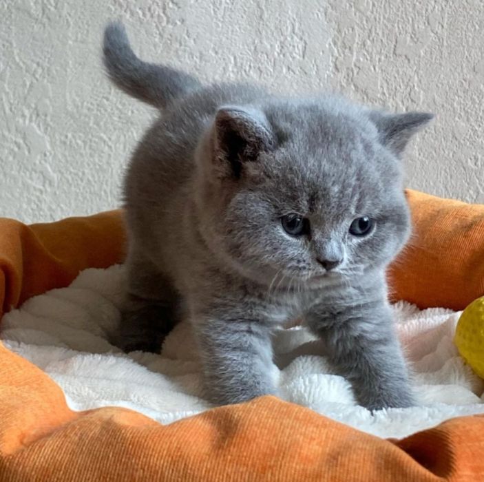 Продам шотландских котят