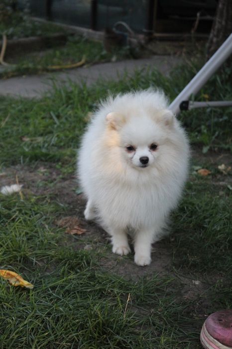 Підрощений хлопчик