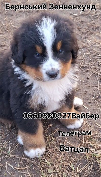 Продам щенков Бернского Зенненхунда КСУ/UKU/FCI.