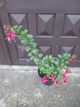 Fuksja wieloletnia, liatra bylina,begonia wieloletnia