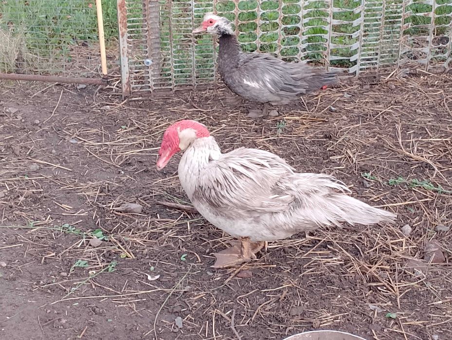 Ptaki silki kaczki koguty i inne