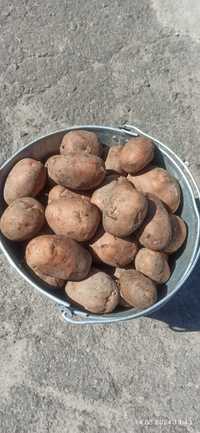 Продам картоплю 8 гр
