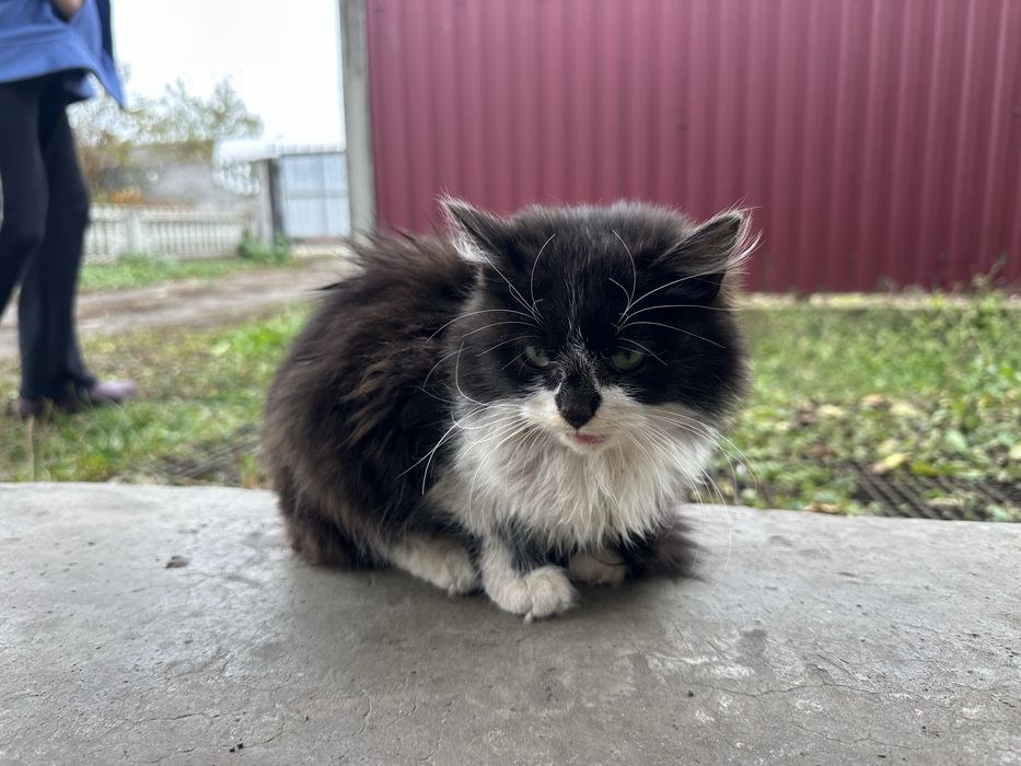 Відам безкоштовно кошенят шотландської кішки