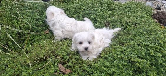 maltańczyk szczenię z metryką