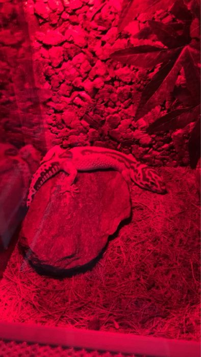 Terrarium + Gekon lamparci