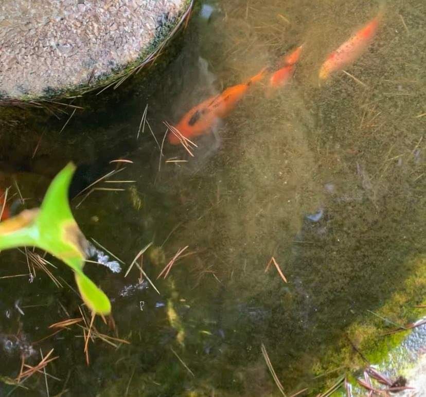 Peixes dotados de várias cores