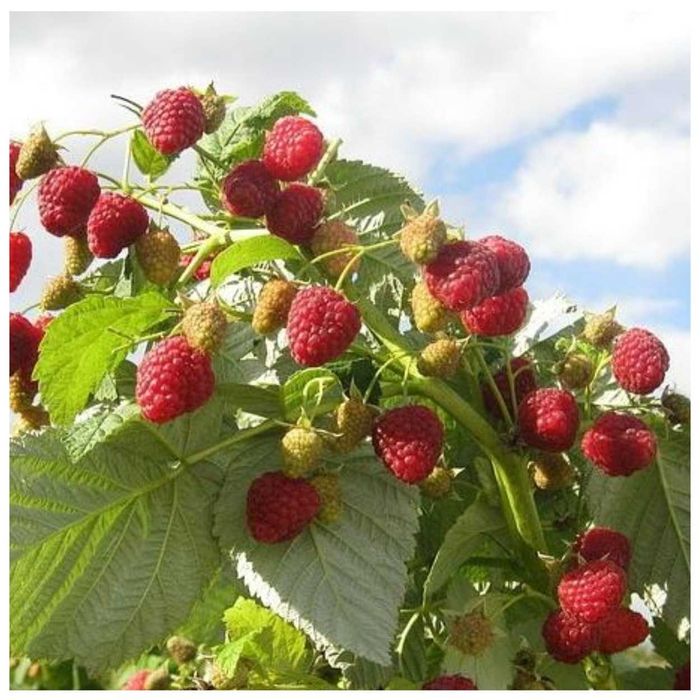 Саджанці малини ремонтантної Маргарита