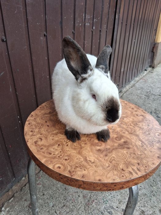 Samiec kalifornijski