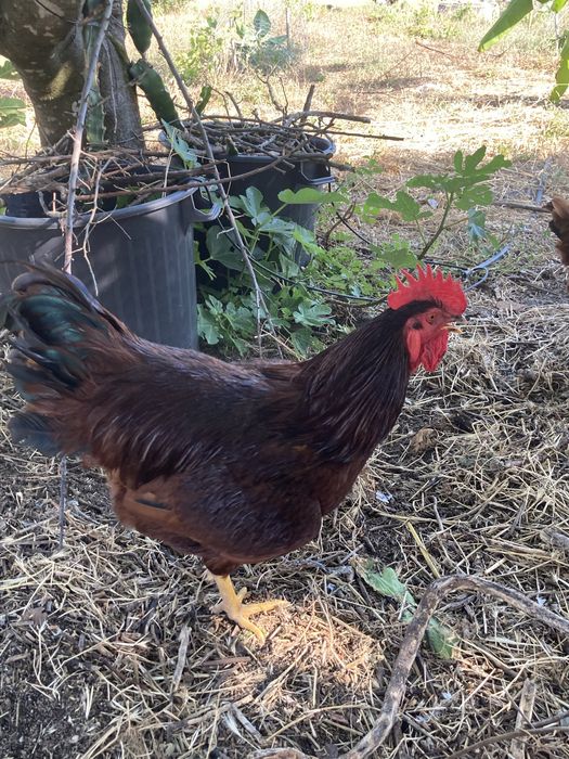 Galo Rhode Island Red
