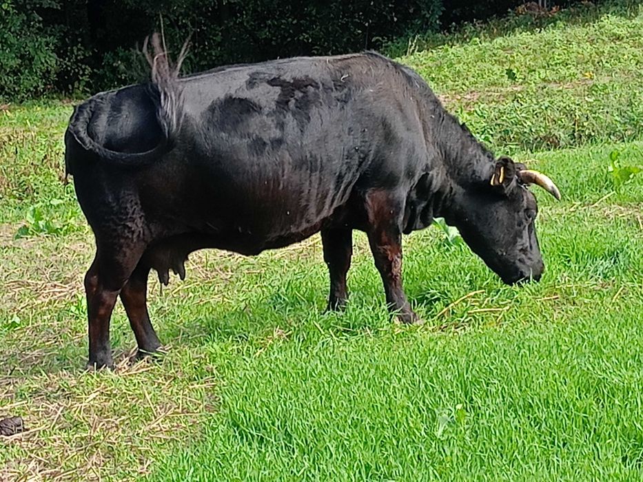Krowa dexter sprzedam