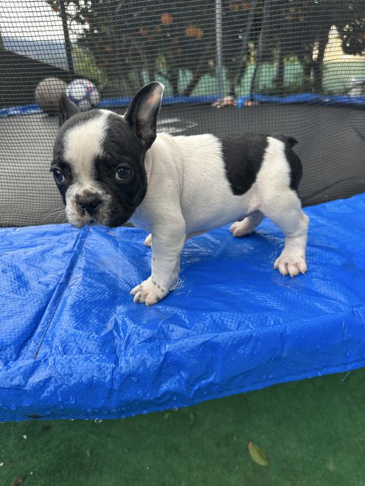 Buldogue Francês Blue pied