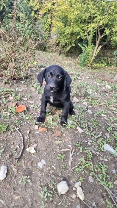 Cachorrinha para adoção