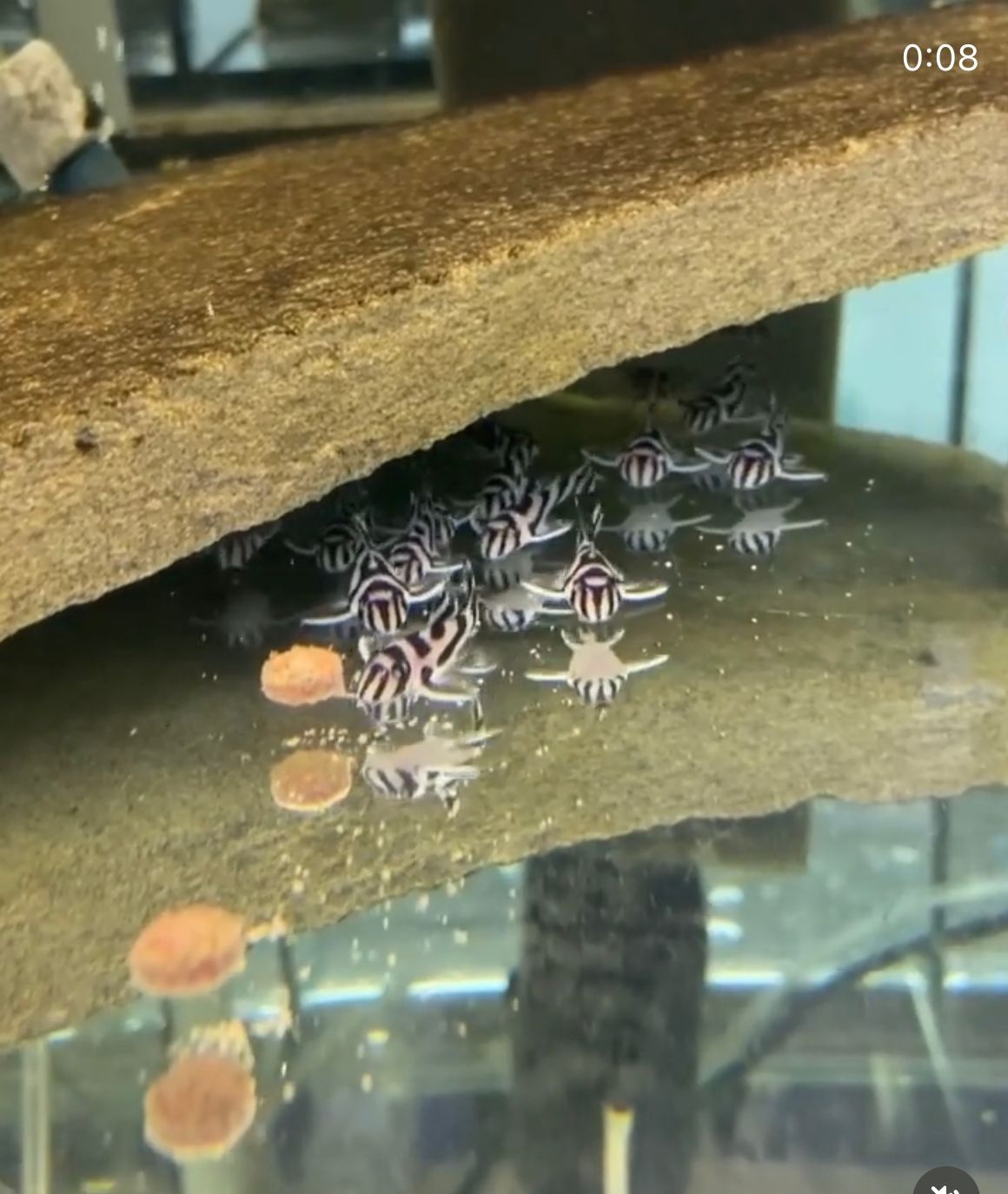 Pleco L046 Hypancistrus Zebra - Os peixes já estão disponíveis