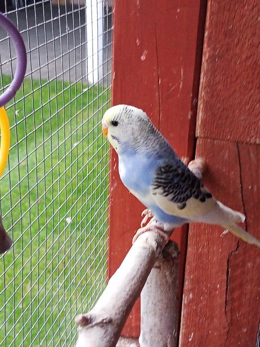 Sprzedam młode papugi faliste