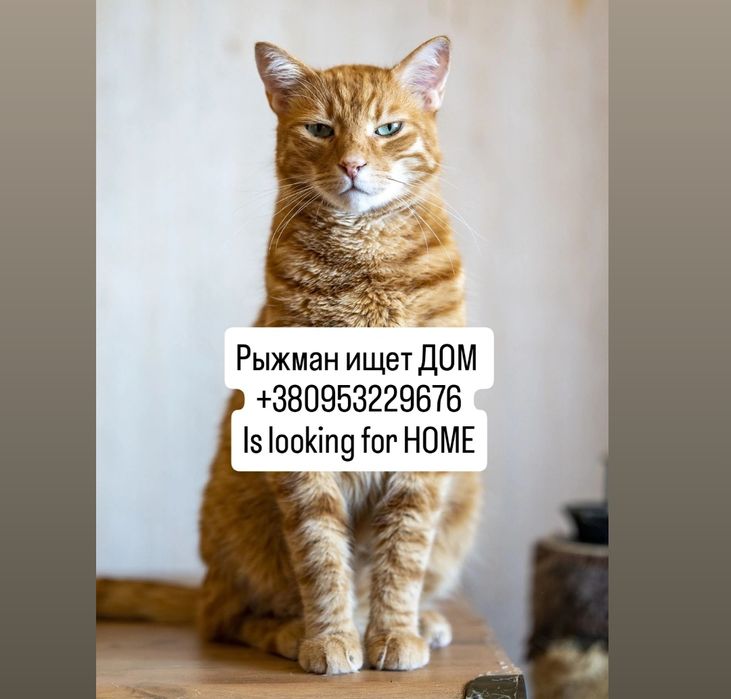 Рыжман срочно ищет ДОМ