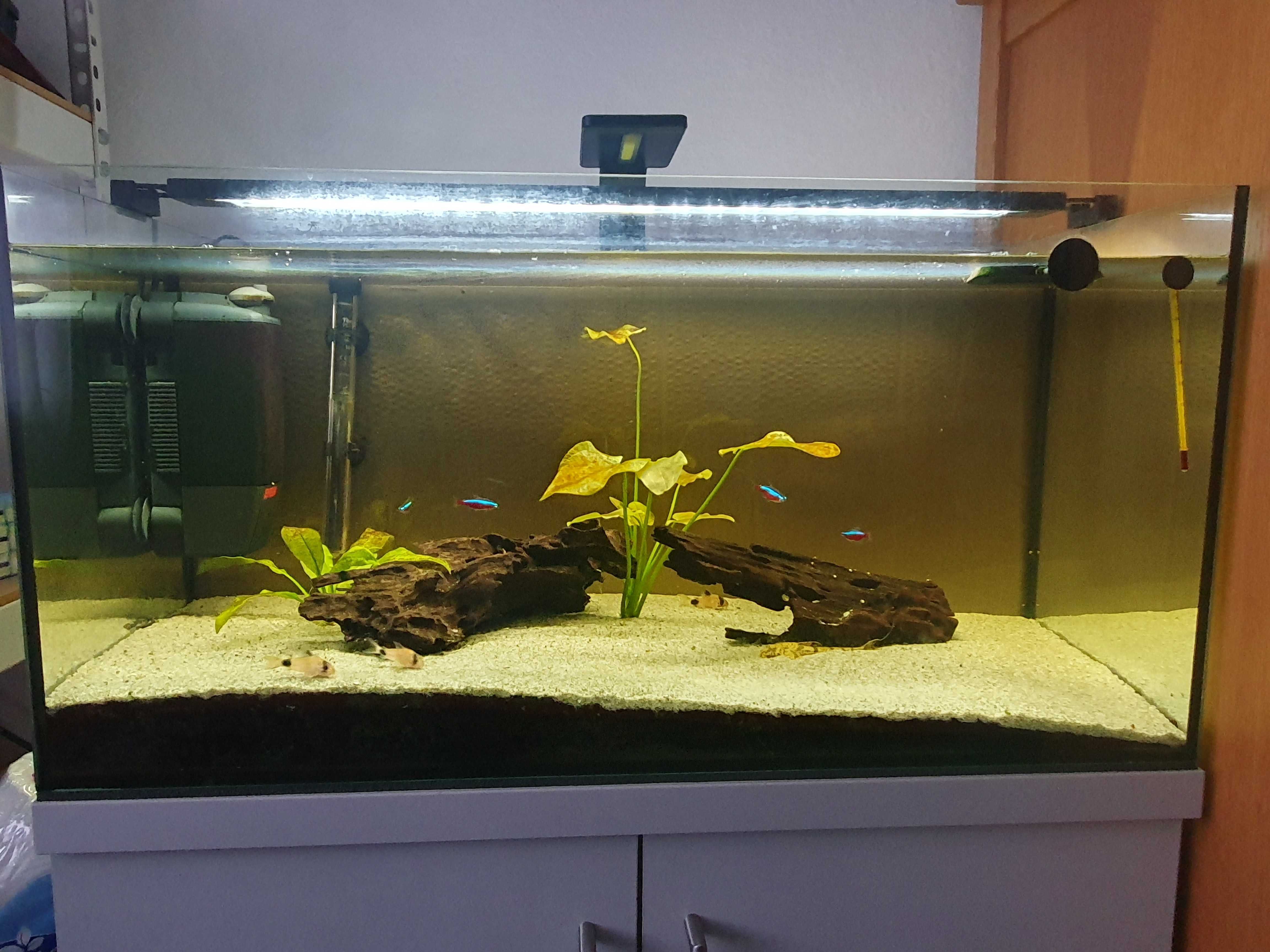 Akwarium Aquael 112 L, szafka, filtr Eheim, belka Fluval