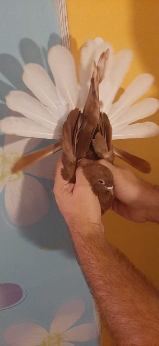 Piękne czerwone Orliki polskie