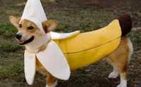 Костюм Банан для собаки