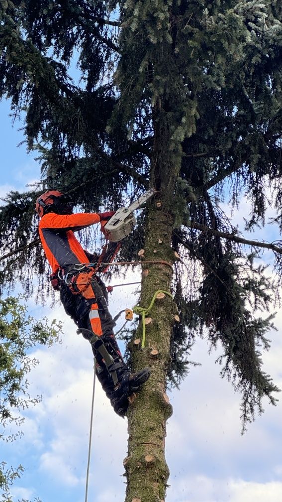 Wycinka Drzew Pielęgnacja Przycinka Drzew Arborysta Pabianice
