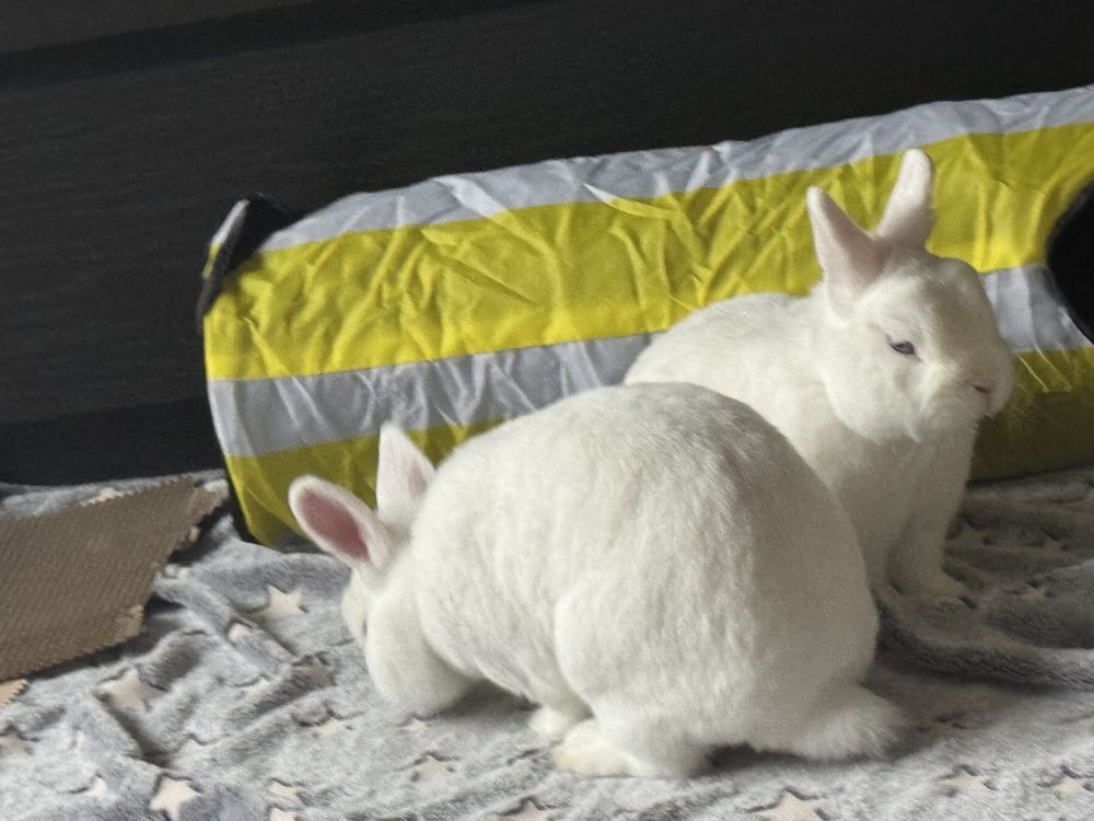 Oddam dwa króliczki miniaturki
