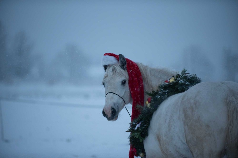 Kantar do zdjeć, smycz do zdjęć