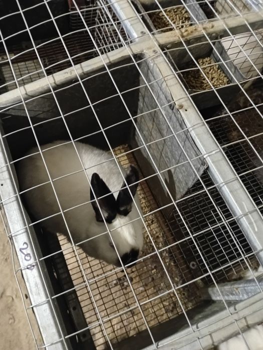 Кроли Панон, Колифорнийский