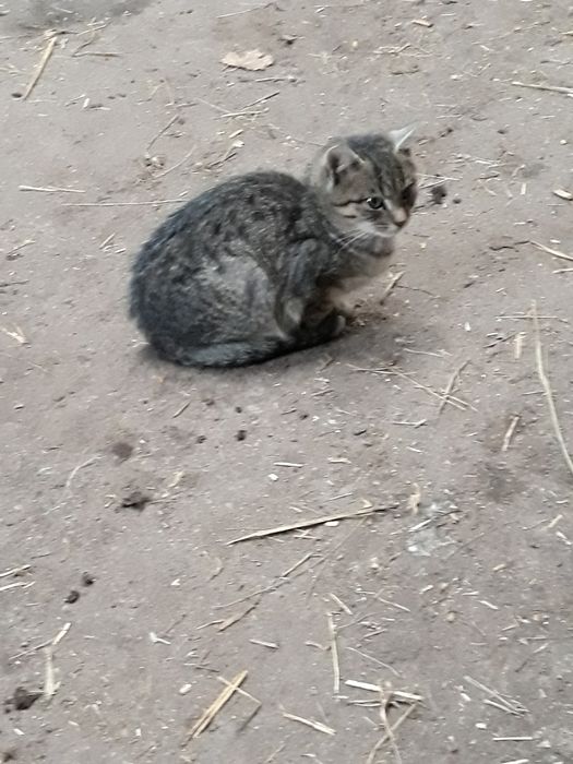 Młode kotki oddam w dobre ręce