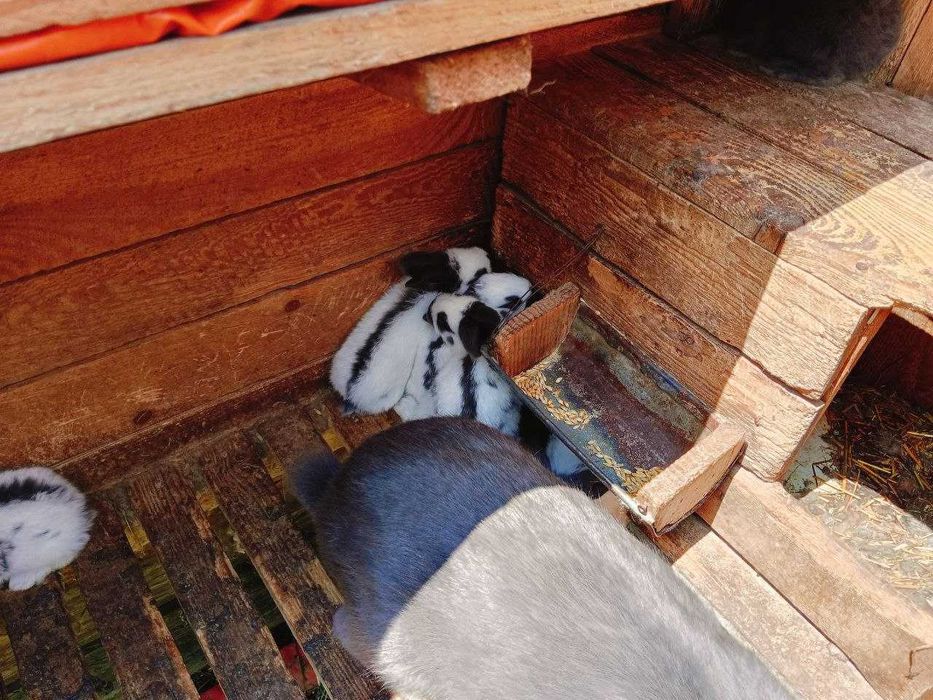 кролики строкач від 400 грн/шт