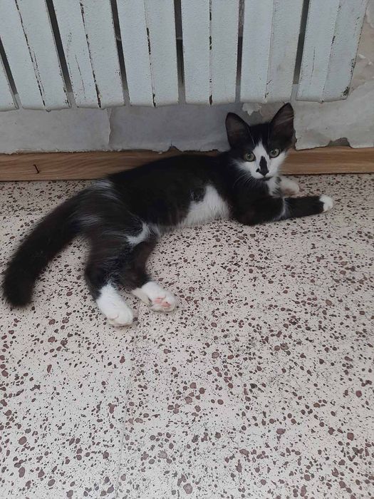 Красивый котик даром. Кот бесплатно. Котята. Котенок