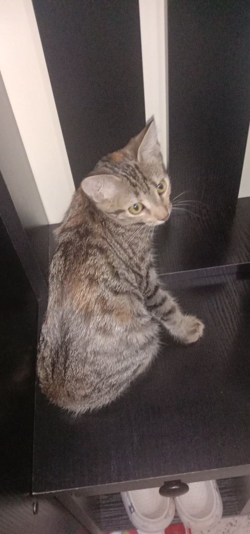 Разные котята. Бесплатно котенок. Кот. Кошка. Даром.