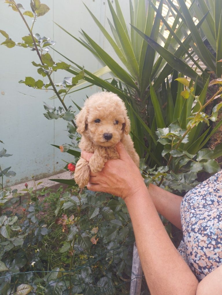 Caniche toy maltipoo