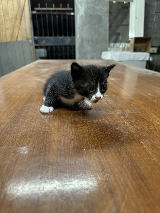 6 Gatinhos para adoçao