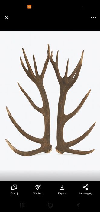 Poroże Jelenia 7,8 kg – Szwecja – unikat kolekcjoners